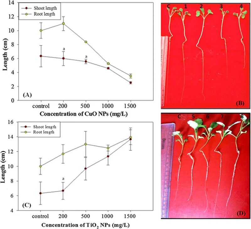 Phytotoxicity and oxidative stress perspective of two selected nanoparticles in Brassica juncea