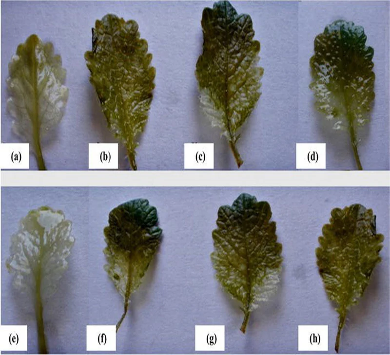Phytotoxicity and oxidative stress perspective of two selected nanoparticles in Brassica juncea