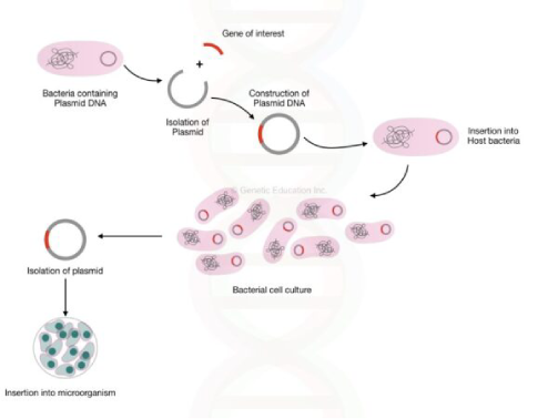 Genetic Engineering