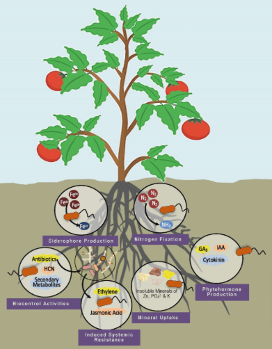 Environmental Biotechnology  