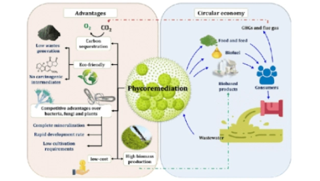 Algal Biotechnology